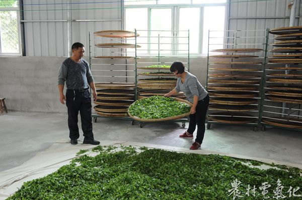 茶厂负责人正在将采摘回来的茶青晾晒。（袁鸿梅）.JPG