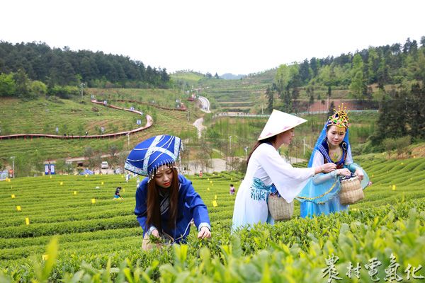 1、4月19日，余庆供电局女职工，正身着民族服装参加茶文化节的采....JPG