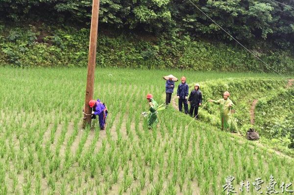3、供电抢修队伍冒着雨在稻田里修复倾斜的电杆。（杨明学 摄）.jpg
