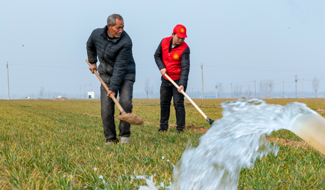 图为3月1日，在河南滑县高标准良田示范区白马坡，该县供电公司贾萌、韩枫、牛晓蓓正在帮助当地留守老人为小麦灌溉、施肥。