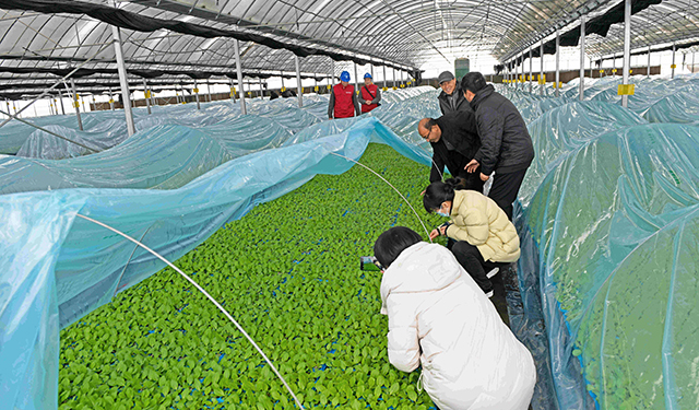 12月11日，农技专家和电力工人在焦作市孟州市城伯镇吴寨村舒农种植基地的蔬菜大棚了解菜苗生长情况和棚内用电情况。（白水平 陈欢欢 摄影报道）